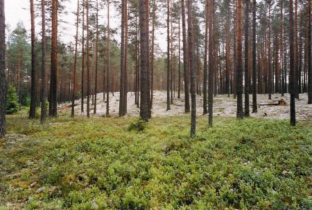 Tallhed i Hedmark